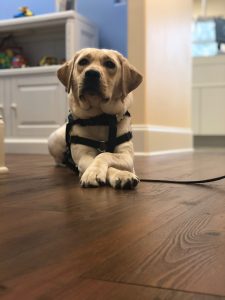 Facility Dog to help with children anxiety in dental office